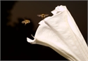Datura and bees